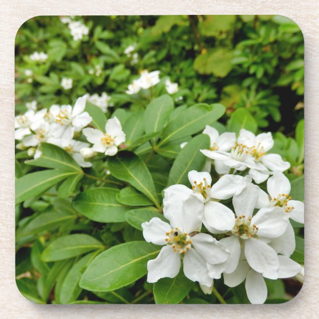 Posavasos Choisya Ternata (Frente)