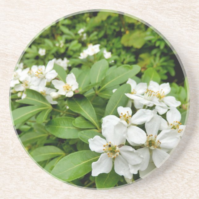 Posavasos Choisya Ternata (Frente)