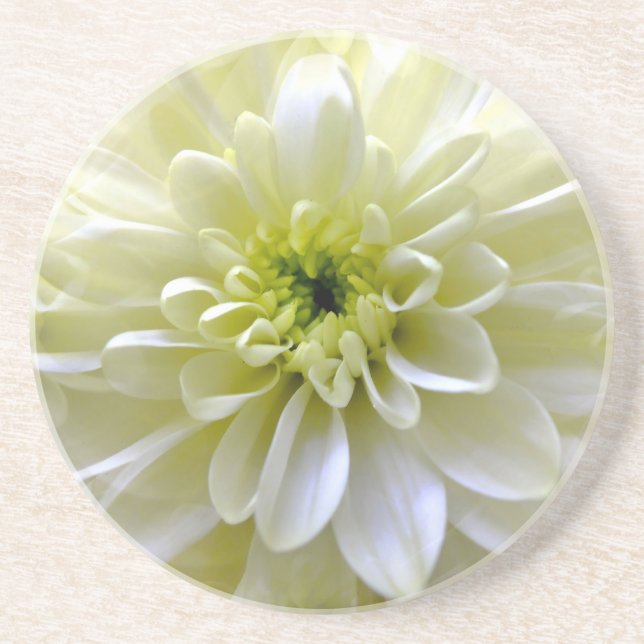 POSAVASOS CHRYSANTHEMUM (Frente)