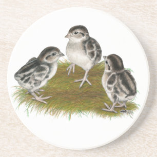 Posavasos Chukar Partridge Chicks
