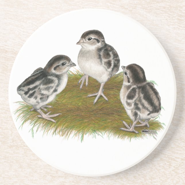 Posavasos Chukar Partridge Chicks (Frente)