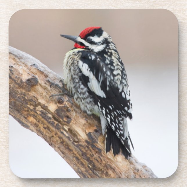 Posavasos Chupasavia ventriamarillo macho (Frente)