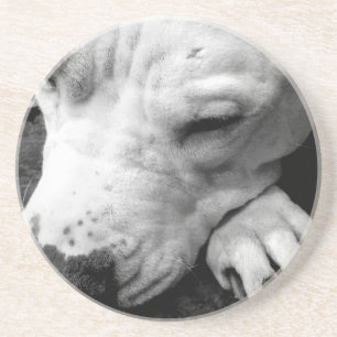 Posavasos cicatriz de harry potter perro pit bull blanco