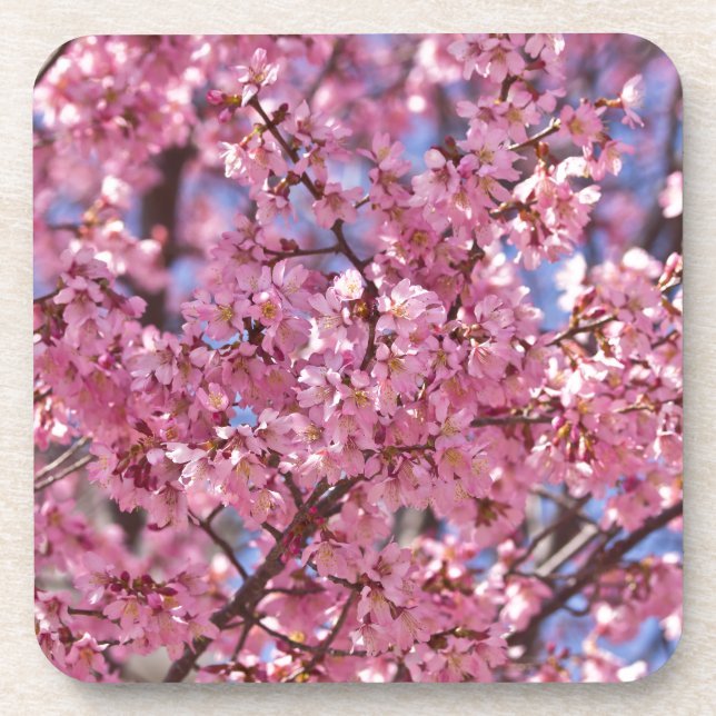 Posavasos Cielo de flores de cerezo rosado de Sakura (Frente)