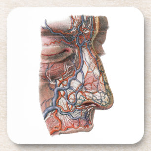 Posavasos Ciencia Antigüa Anatomía Humana, Cara con Nariz