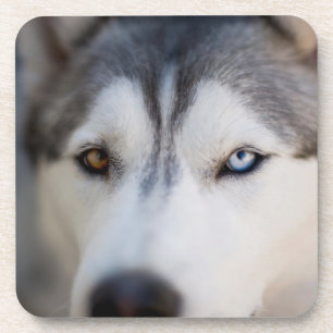 Posavasos Cierre de la vista estática de un Malamute de Ala