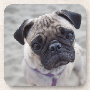 Posavasos Cierre de Pug