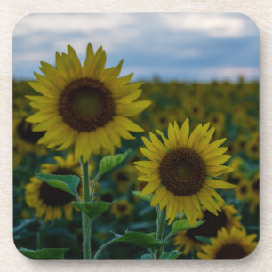 Posavasos Cierre de Sunflower Duo
