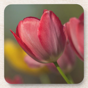 Posavasos Cierre de tulipanes rojos y amarillos en el jardí