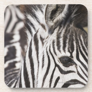 Posavasos Ciérrese para arriba de cebra