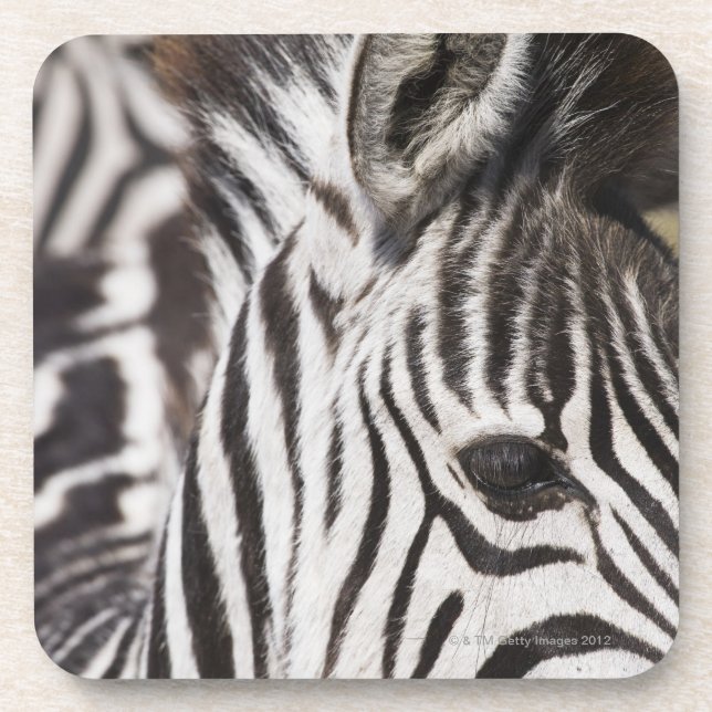 Posavasos Ciérrese para arriba de cebra (Frente)