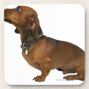 Posavasos Ciérrese para arriba de un dachshund