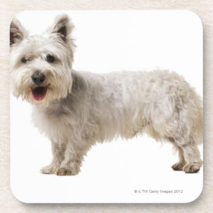 Posavasos Ciérrese para arriba de un terrier