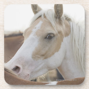 Posavasos Ciérrese para arriba de una manada de los caballo