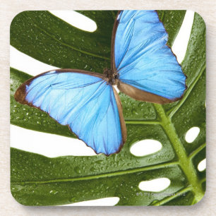 Posavasos Ciérrese para arriba de una mariposa azul de