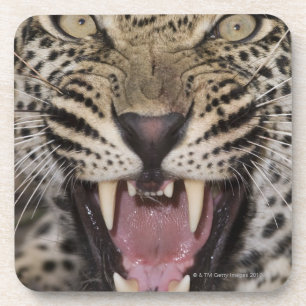 Posavasos Ciérrese para arriba del leopardo que gruñe
