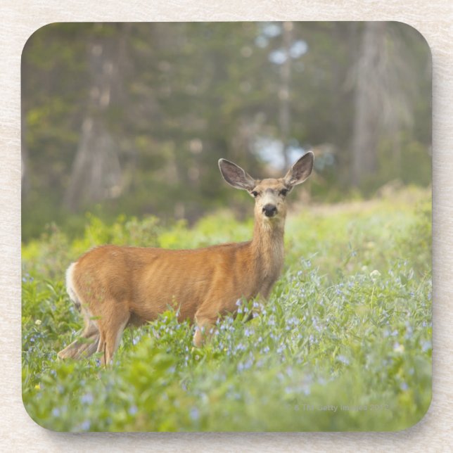 Posavasos Ciervo mula (hemionus del Odocoileus) en prado (Frente)