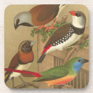 Posavasos Cinco coloridas aves Mascotas encaramadas en una r