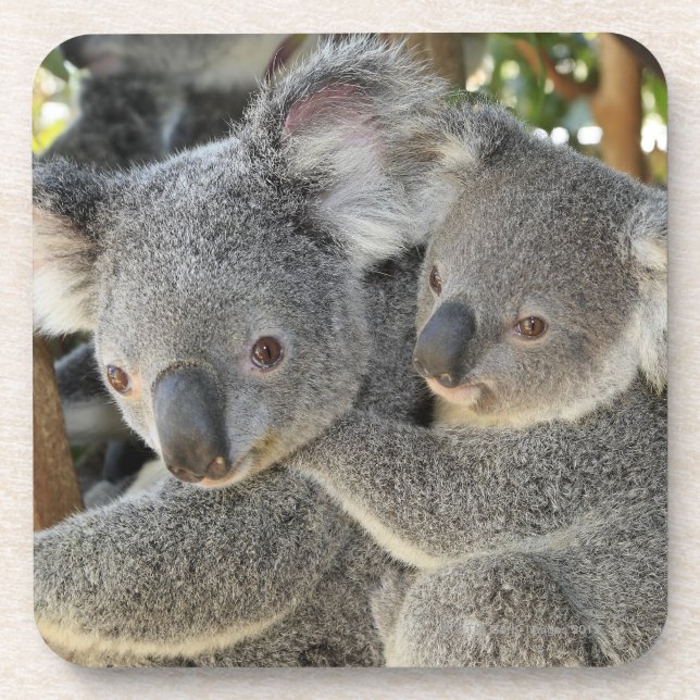 Posavasos Cinereus Queensland del Phascolarctos de la koala. (Frente)