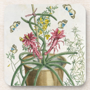 Posavasos Cirio Minimus, c.1745 (litho coloreado)