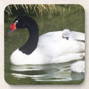 Posavasos Cisne de cuello negro adulto y crías en el agua.