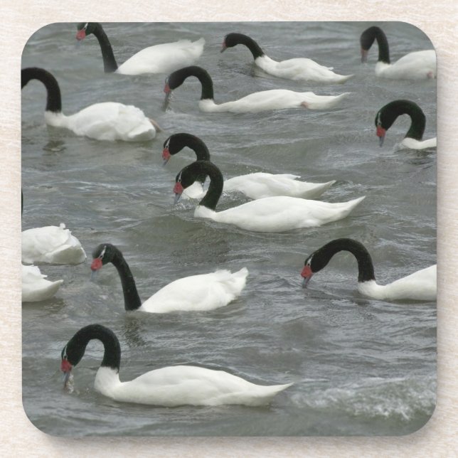 Posavasos Cisnes de cuello negro (Cygnus melancoryphus) (Frente)
