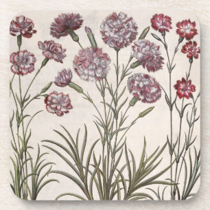Posavasos Claveles: majore del flore 1.Caryophyllus; 2.