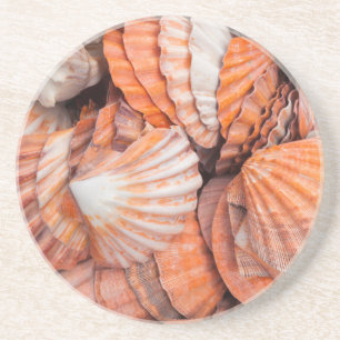 Posavasos Claves de Florida, Key West, conchas marinas