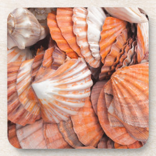 Posavasos Claves de Florida, Key West, conchas marinas