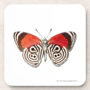 Posavasos Clymena de Diaethria