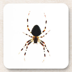 Posavasos Coastercn de araña