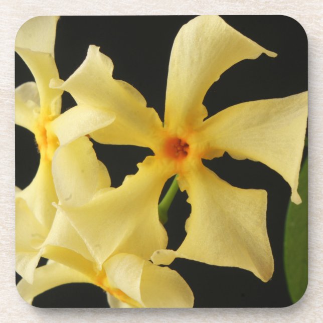 Posavasos Coasterco de flor de jazmín de Star (Frente)
