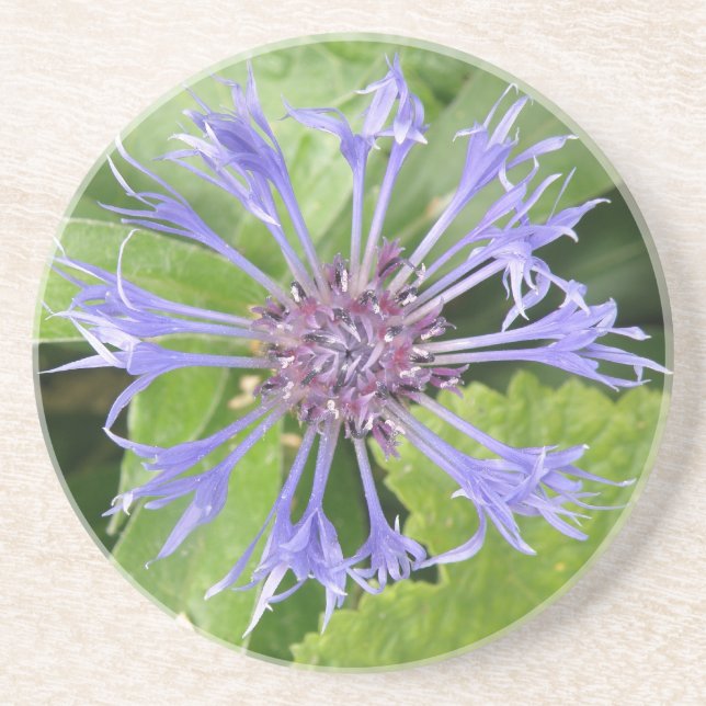 Posavasos Coasters de Cornflower (Frente)