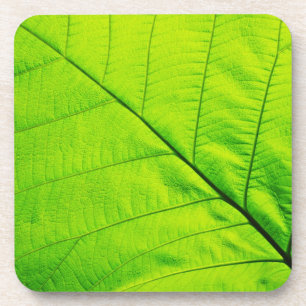 Posavasos Coasters de hojas verdes