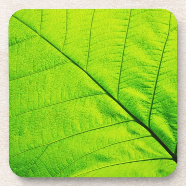 Posavasos Coasters de hojas verdes (Frente)