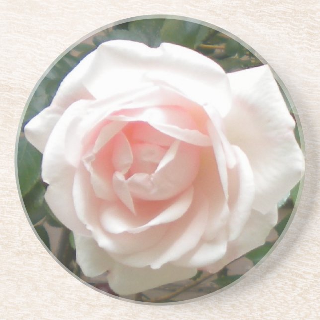 Posavasos Coasters de rosa rosa rosa (Frente)