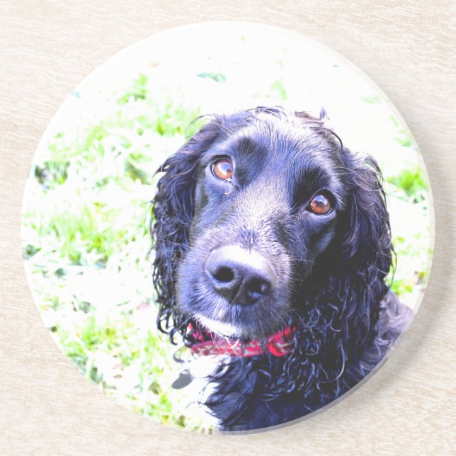 Posavasos Cocker Spaniel (Frente)