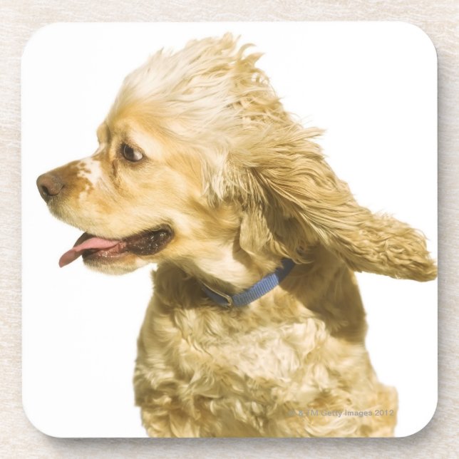 Posavasos Cocker spaniel (Frente)