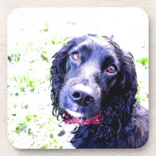 Posavasos Cocker Spaniel