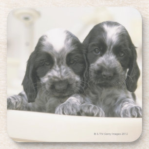 Posavasos Cocker spaniel inglés es una raza del perro. Él