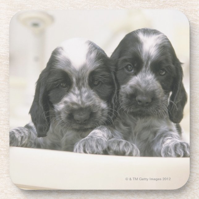 Posavasos Cocker spaniel inglés es una raza del perro. Él (Frente)