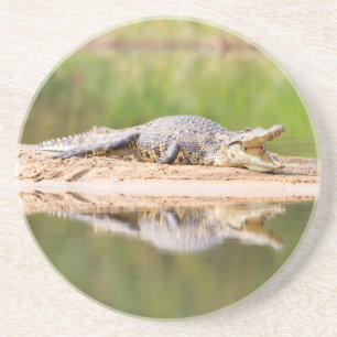 Posavasos Cocodrilo