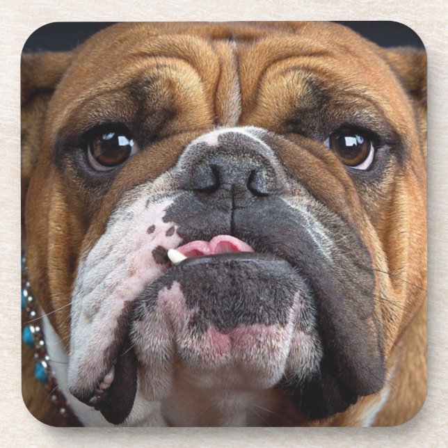 Posavasos Cojín decorativo de Bulldog inglés (Frente)