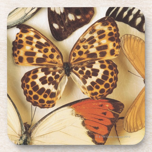Posavasos Colección de la mariposa (Frente)