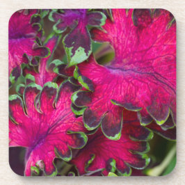 Posavasos Coleus Macro