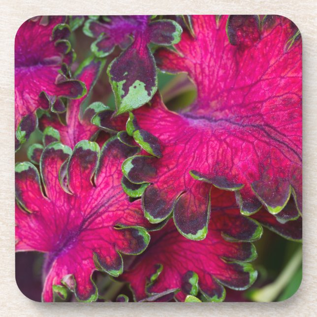 Posavasos Coleus Macro (Frente)