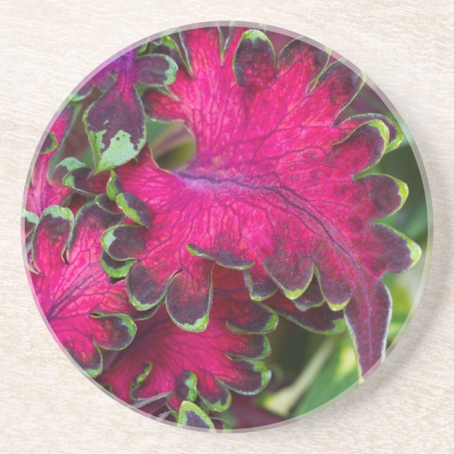 Posavasos Coleus Macro (Frente)