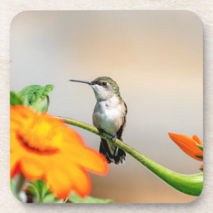Posavasos Colibrí en una planta floreciente