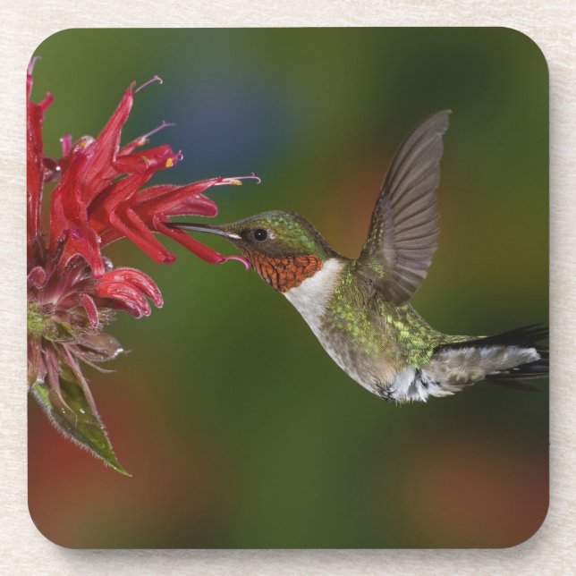 Posavasos Colibrí garganta de rubí macho (Frente)