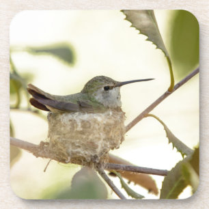 Posavasos Colibrí hembra en su nido